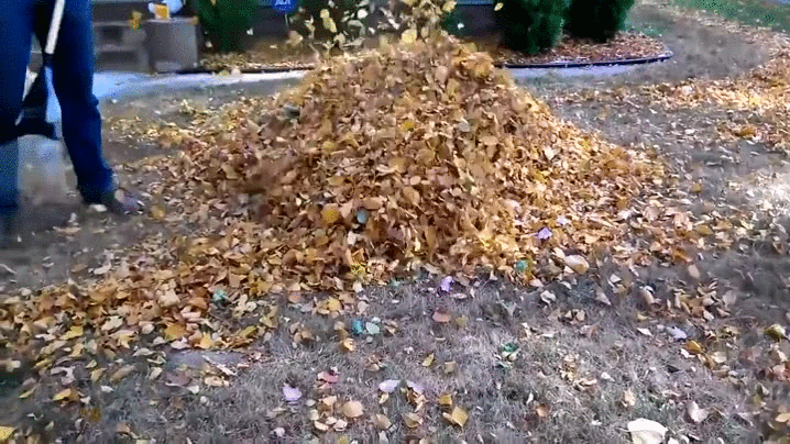 puppy leaf piles