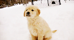 dog puppy snow