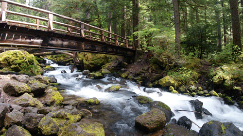 landscape forest