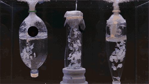 marine life cephalopods