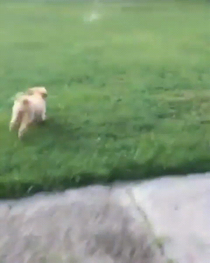 puppy session sprinkler