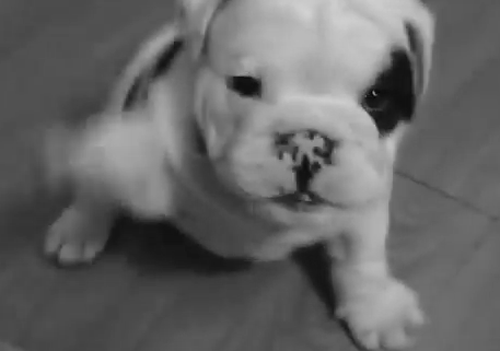 puppy bulldog look at the little guy