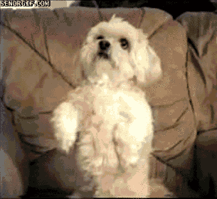 cheezburger dog puppy