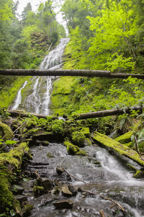 landscape forest