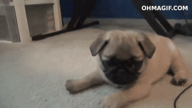 pug funny