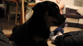 love puppy gif