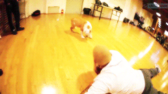 chris brown christopher maurice gif