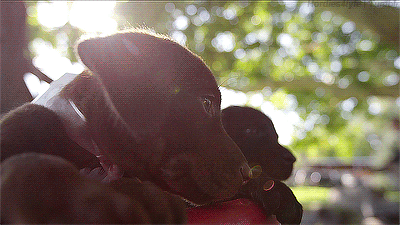 puppy puppies labrador retriever