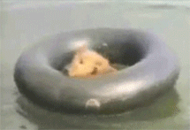 adorable puppy swimming