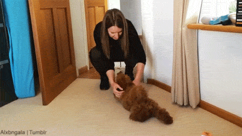 dog puppy gif