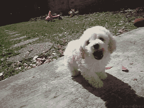 puppy puppies gif