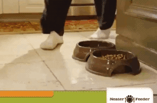 puppy get wheredidthesodago