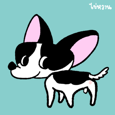 dog pet chihuahua