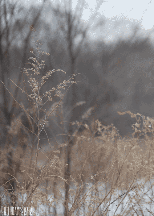 landscape prairie