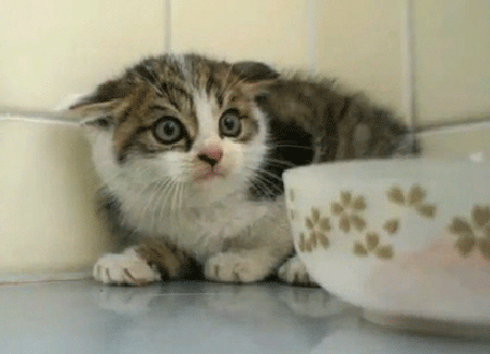 cat kitten scared