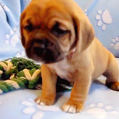 puppy puggle