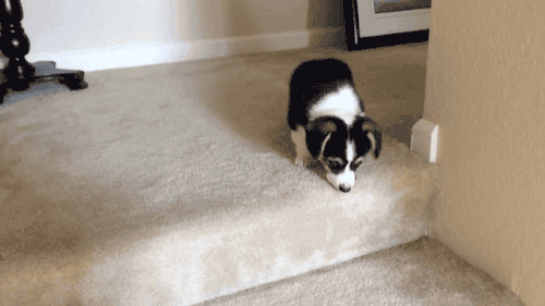animated dog puppy
