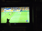cat football soccer