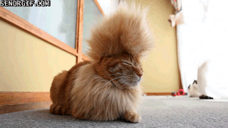 cat hairstyle lion haircut