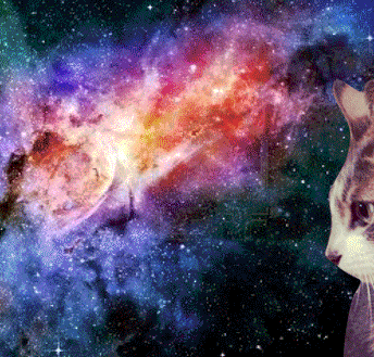 cat space galaxy