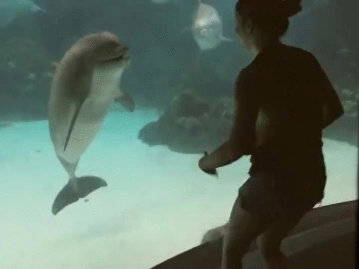 tricks dolphins