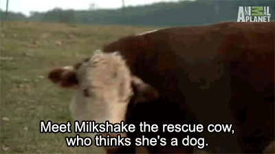 dogs cow cows