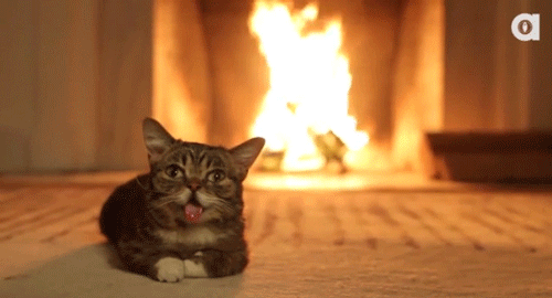 digg cat yule log