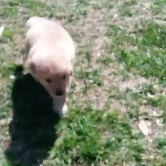 puppy balance runs