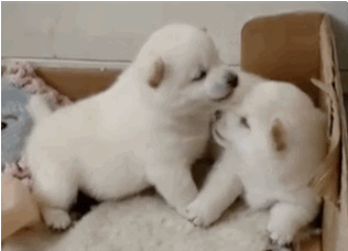 dog kiss puppy