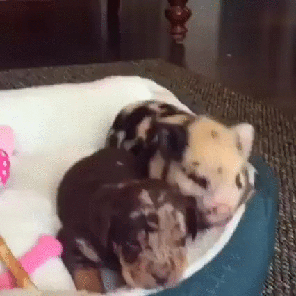 puppy piglet