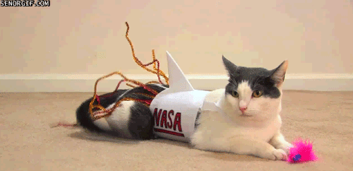 cat halloween costume