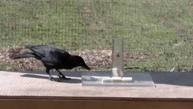 crows intelligent