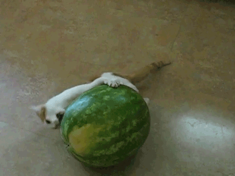 eating gallery watermelon