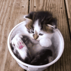 cat kitten cup