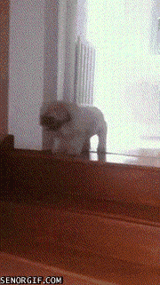 cheezburger dog puppy