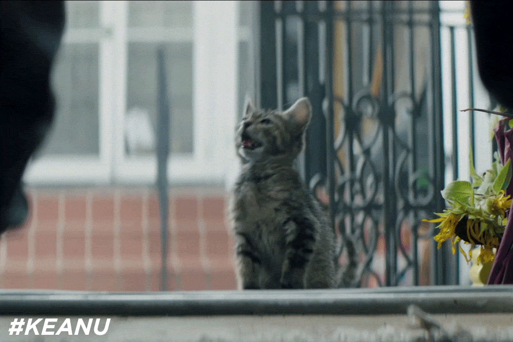 keanumovie cat keanu movie