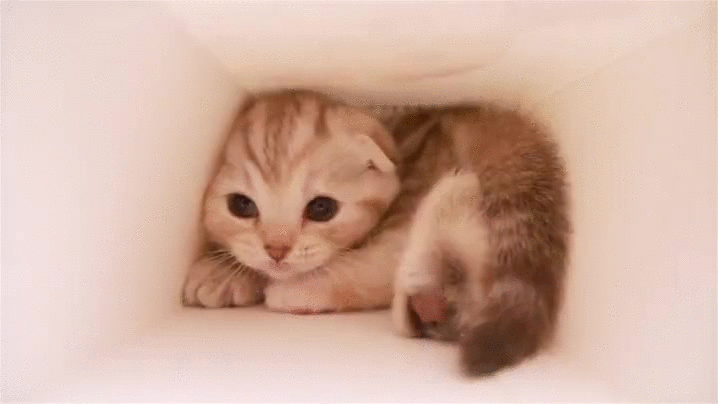 kitten tunnel