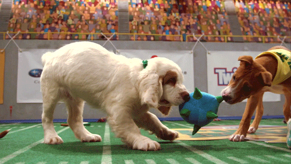 puppybowl pup pups puppy bowl