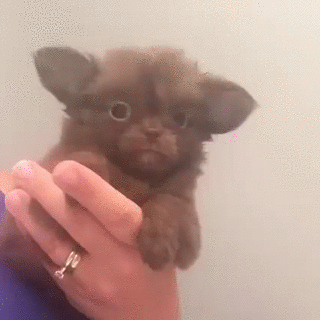 dog cute mogwai