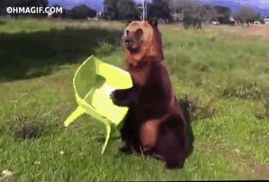 bear playing