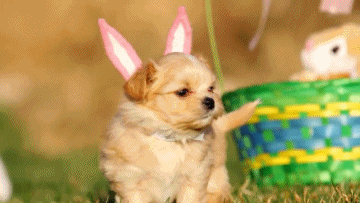 puppy easter