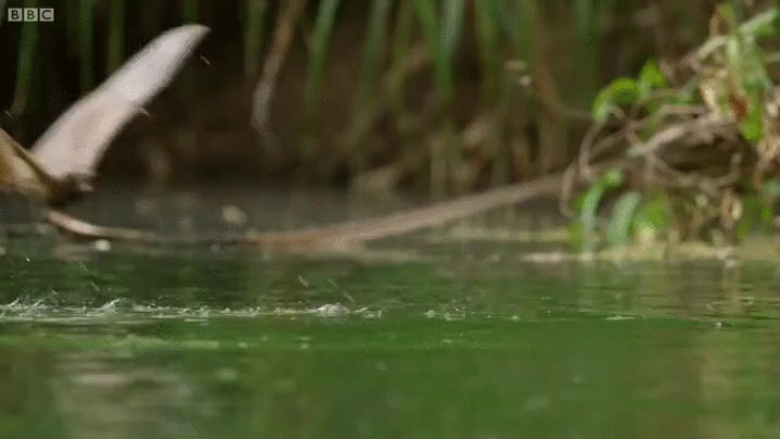 foxes crocodiles freshwater