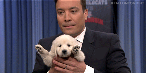 celebs jimmy fallon puppies