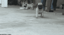 puppy walking pug