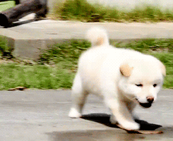 puppy shiba inu