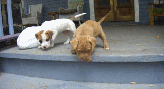 puppy stairs pit
