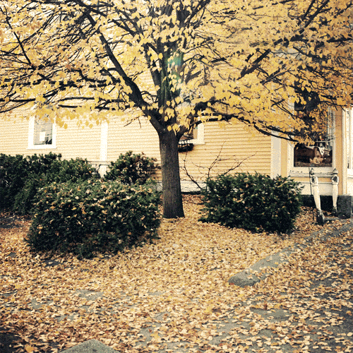 cinemagraph trees