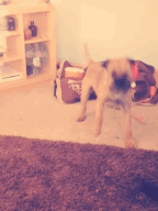 dog puppy border terrier