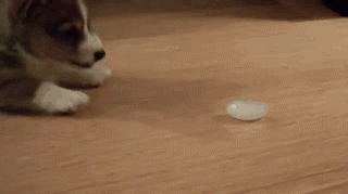 puppy vs ice