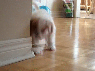 day puppies doorstops